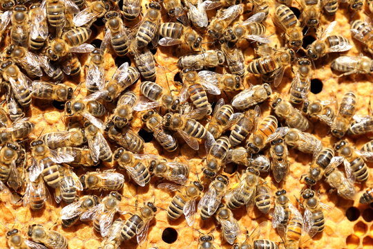some honey bees on a yellow bee hive