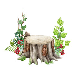 Forest tree stump with green leaves, fern, red berries. Watercolor illustration. Hand drawn forest wooden stump with moss, fern, forest berries, green tree branches. White background