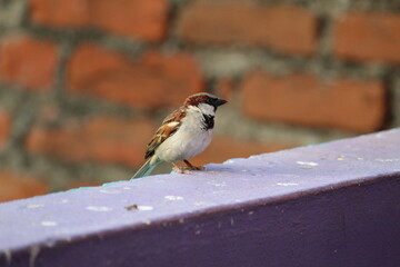 Little cute sparrow on a wall fence