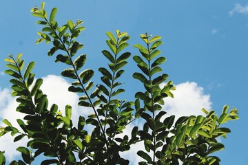 leaves against blue sky