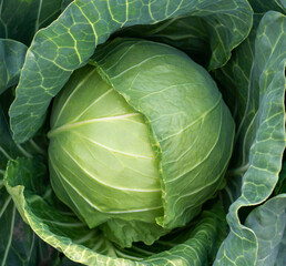 Fototapeta premium head of young green cabbage close-up.