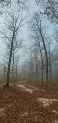 Foggy morning in an autumn forest. The road, strewn with fallen leaves, winds between the bare trees. A blue sky shines through the fog. A beautiful autumn landscape.