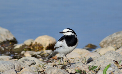 セグロセキレイ