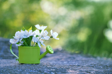white cherry flowers in miniature watering can, abstract nature background. spring season conept. copy space