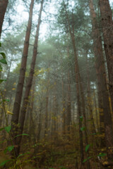 Fototapeta premium Spider web with raindrops on the background of blurred trunks and crowns of pine trees. A spider web in the morning foggy coniferous forest.