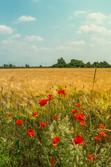 Cover page with beautiful farm landscape with wheat yellow field and poppy red flowers at warm...