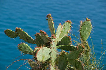 Large green cactus with buds blossoms against the backdrop of the sea