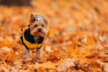 yorkshire terrier in clothes walks in the autumn park