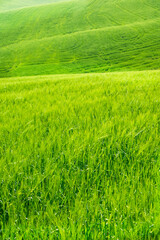 Obraz na płótnie Canvas Tuscany view of green wheat fields in spring