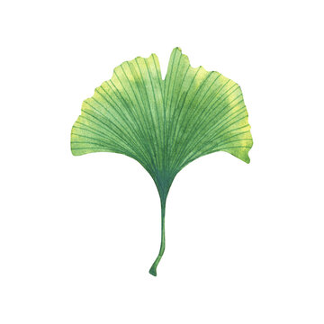 Watercolor leaf of gingko biloba