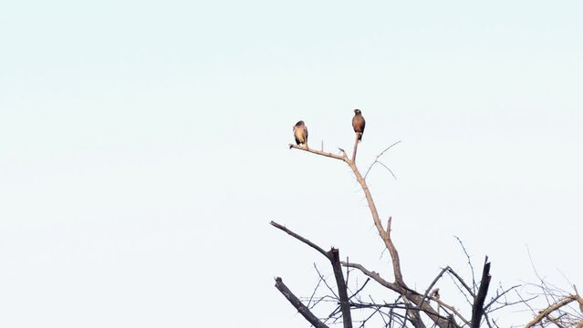 4k Footage of Common Myna bird (Sturnus Tristis) on dry tree and looking for food