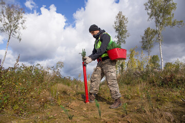 A forest worker is planting tree seedlings on the site of a felled forest.