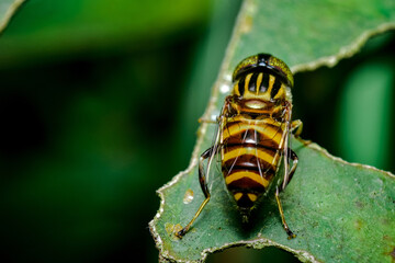 bee on a leaf, close up shot  of a bee