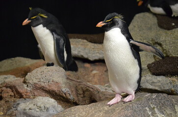 Fototapeta na wymiar Lovely penguins