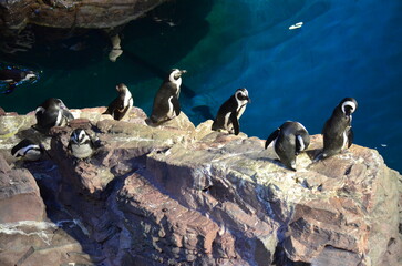 A flock of penguins  © Medina