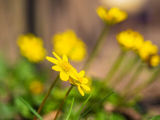 Obraz premium Blooming little yellow spring flowers.