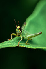 grasshopper on a leaf close up shot of a grasshopper 