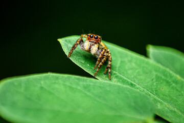 jumping spider on a leaf, close up shot of a jumping spider