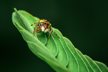 jumping spider on a leaf, close up shot of a jumping spider