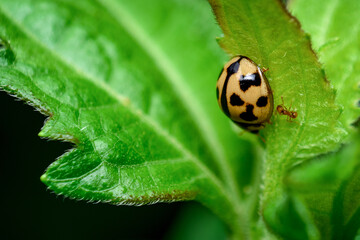 tiny lady bug on a leaf, close up shot of a lady bug 