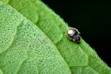tiny lady bug on a leaf, close up shot of a lady bug 