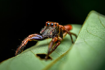 red jumping spider on a leaf, close up shot of a red jumping spider