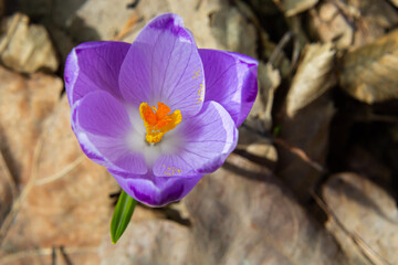 Fototapeta na wymiar Close up of a woodland crocus, crocus tommasinianus, flower emerging into bloom