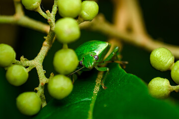 green bug on a leaf, close up shot of a green bug 