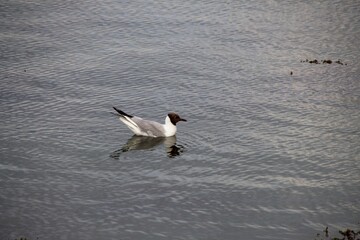 seagull in the sea