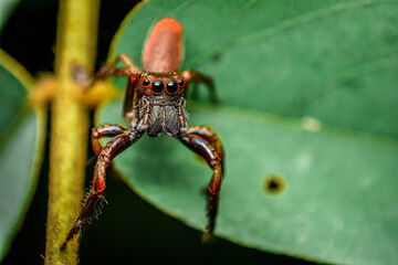 red jumping spider on a leaf, close up shot of a red jumping spider
