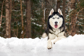Siberian husky dog, sunny winter portrait husky, copy space