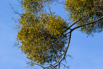 A sick withered tree attacked by mistletoe, viscum. They are woody, obligate hemiparasitic shrubs