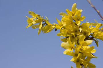 Forsythia(Golden bell flowers) in blue sky background.