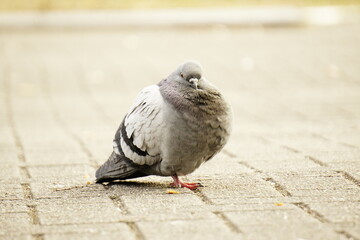 体格のよい鳩