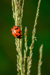 ladybug on a leaf, close up shot of a lady bug 