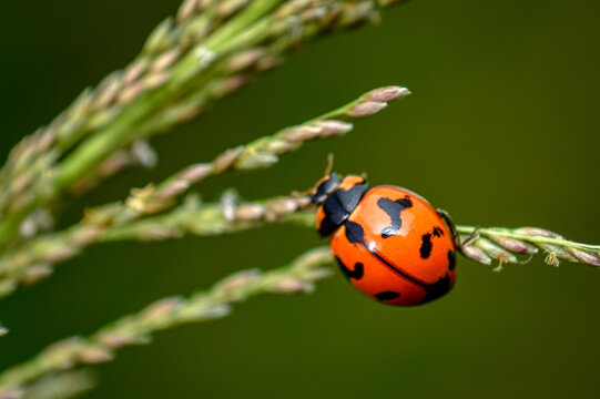 Ladybug On A Leaf, Close Up Shot Of A Lady Bug 