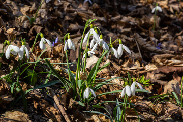 White snowdrop flower, close up. Galanthus blossoms illuminated by the sun in the green blurred background, early spring. Galanthus nivalis bulbous, perennial herbaceous plant in Amaryllidaceae family