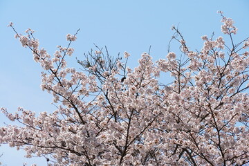 桜の木と空