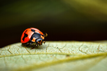 ladybug on a leaf, close up shot of a lady bug 