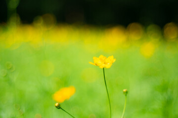 Yellow cosmos flowers with nature landscape background. cosmos flower close up view
 Cosmos is also known as Cosmos sulphureus
