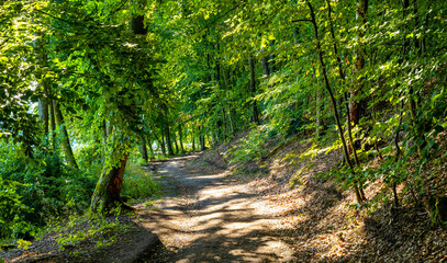 Wooded shore of Jezioro Gwiazdy lake with mixed fores thicket in Bukowo Borowy Mlyn Village near Bytow of Pomerania in Kashubian region of northern Poland © Art Media Factory