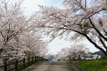 桜が咲いている坂道