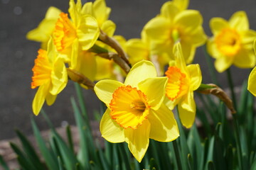 黄色いラッパ水仙