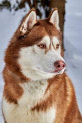 Portrait Siberian husky dog in winter morning forest