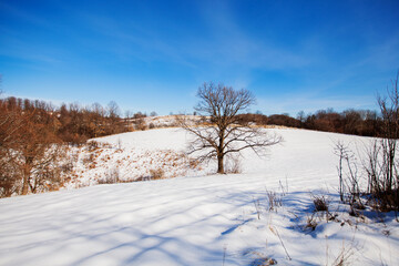 Winter Nature Landscape. Countryside Winters Scenery. Snow Covered Rural Road. Pastoral Country Scenery. Blue Sky. Lonely Tree on Field. Hills And Fields.