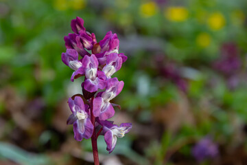 Obraz premium Hollow-root, Corydalis cava, blooming on the forest floor in a park during spring