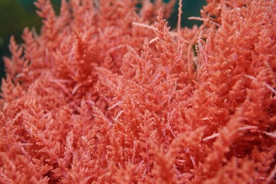 Red alga Harpoon weed, Asparagopsis armata, close-up, underwater in the Atlantic ocean, Spain
