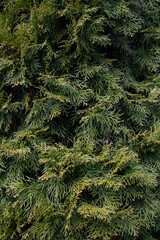Background of green branches of Norway spruce