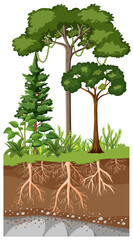 Scientific education of plant and its root