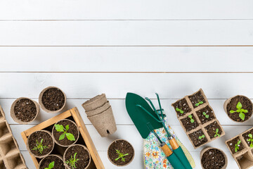 Potted flower seedlings growing in biodegradable peat moss pots on white wooden background with copy space. Zero waste, recycling, plastic free, gardening concept. Top view background.